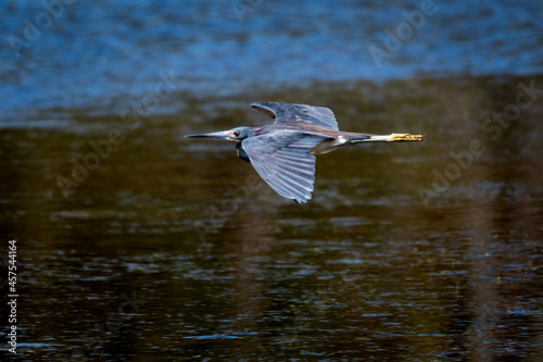 A LIttle Blue Heron (Egretta caerulea) soaring above water with natural sunlight. Bird in flight. photo