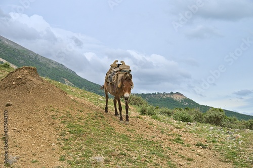 A donkey standing at the road near the village of Erind photo