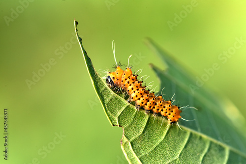 Larvae of the yellow thorn moth, an insect that inhabits wild plants © Xiangli
