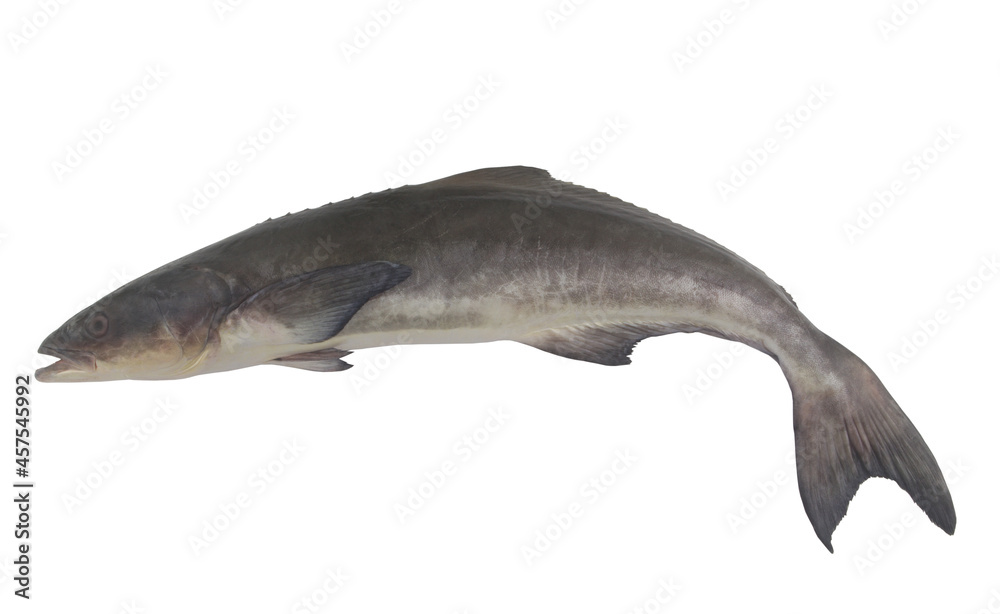 Cobia fish isolated on white background	