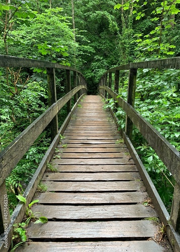wooden bridge in the forest © ReayWorld