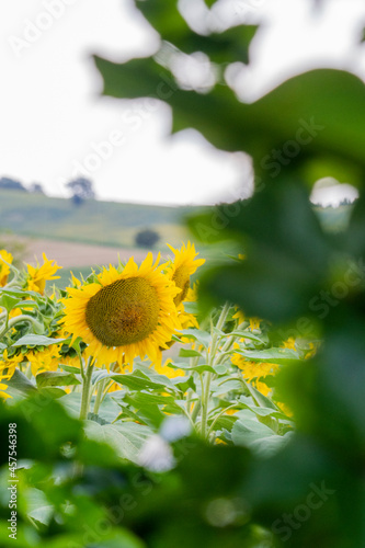 Sunflower in the back behind a bush