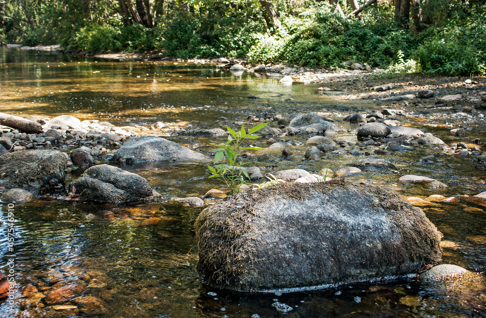 Fototapeta premium Image of forest and river
