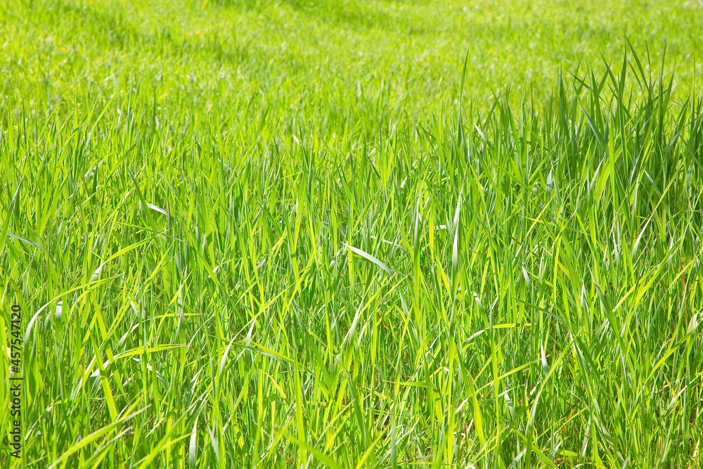 Fototapeta premium Fresh green wild grass field - Uncultivated field - Rural scene