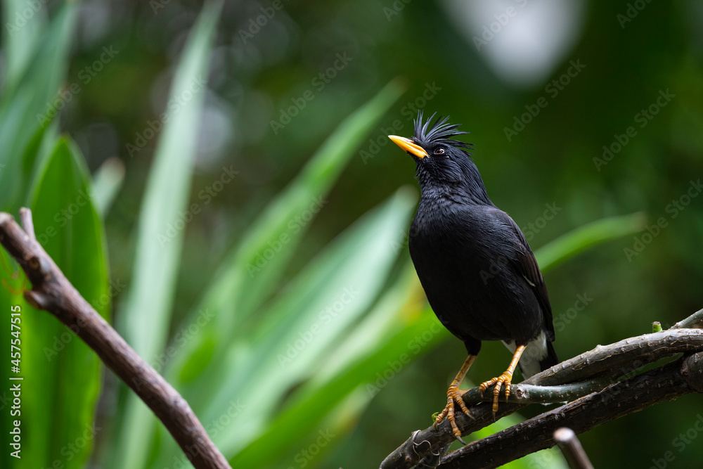 Obraz premium White - vented Myna