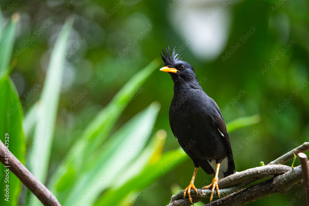 Fototapeta premium White - vented Myna