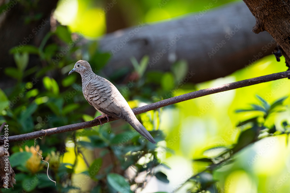 Zebra Dove Zebra Dove