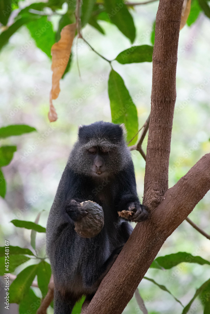 Fototapeta premium Tanzania