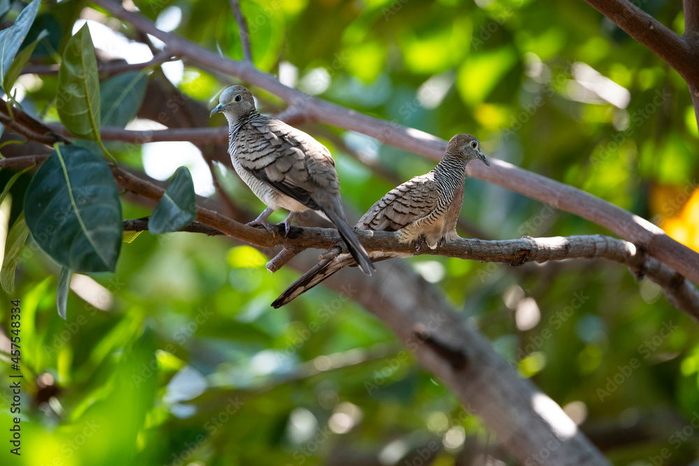 Zebra Dove Zebra Dove