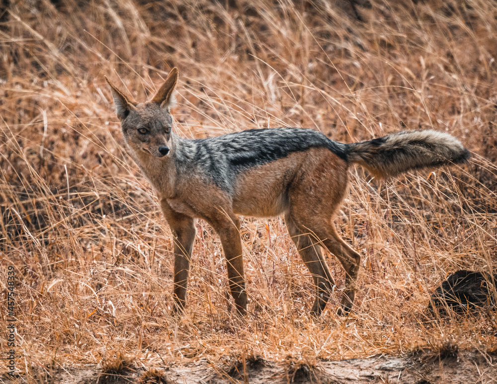 Black backed jackal in the savannah of Mikumi Black backed jackal in the savannah of Mikumi