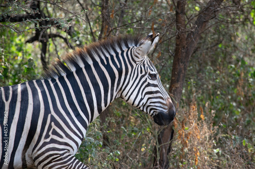 Tanzania