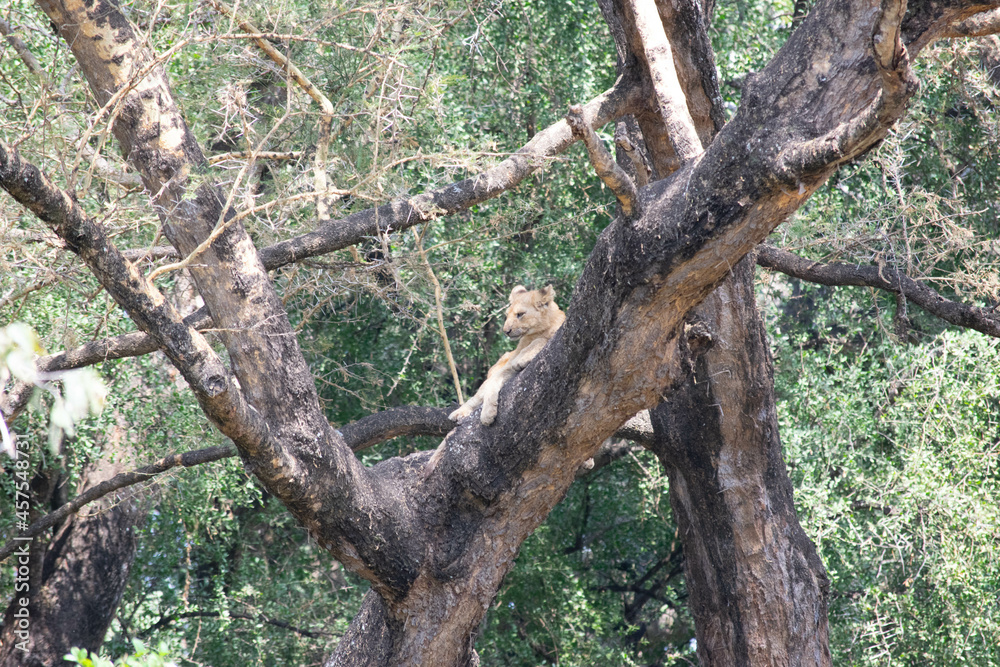 Tanzania Tanzania