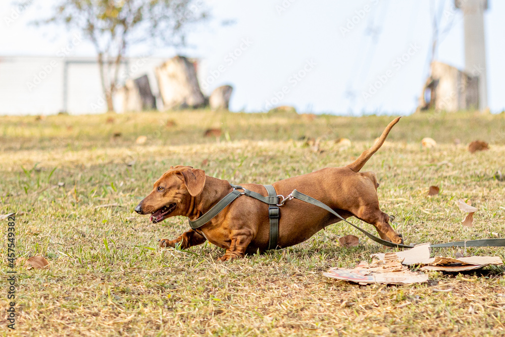 Cachorro salsicha DACHSHUND conhecido como Cofap no Brasil. Cachorro salsicha DACHSHUND conhecido como Cofap no Brasil.