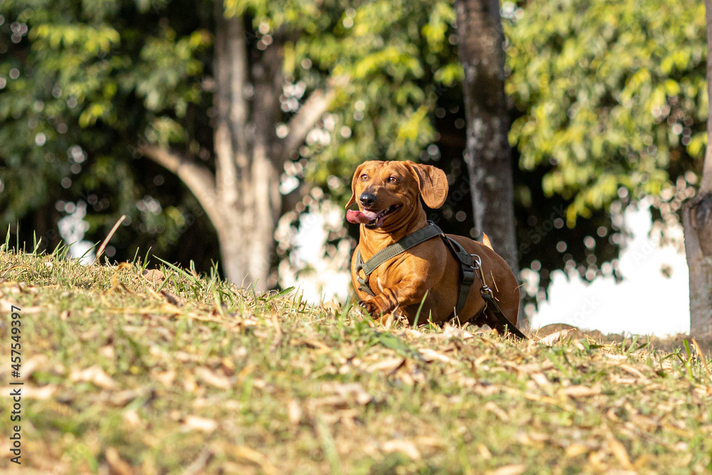 Cachorro salsicha DACHSHUND conhecido como Cofap no Brasil. 