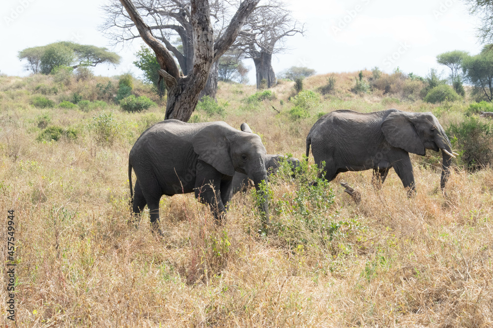 Fototapeta premium tanzania