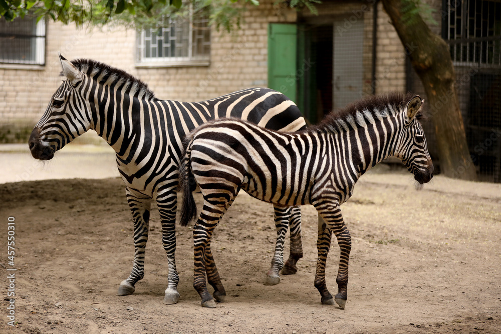 Fototapeta premium Beautiful zebras in zoo enclosure. Exotic animals
