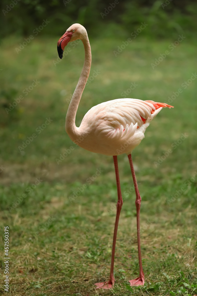 Beautiful greater flamingo in zoo. Wading bird Beautiful greater flamingo in zoo. Wading bird
