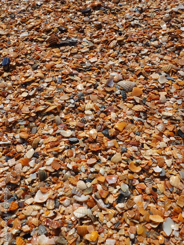 Shells from gastropods of bivalve molluscs living in the Azov and Black seas. Beige, brown, black, white seashells on the shore. The village of Golubitskaya. Broken small seashells. photo