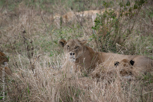 Tanzania