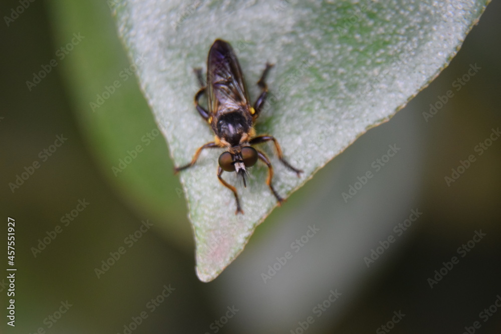 Fototapeta premium Espèce de mouche/abeille ?
