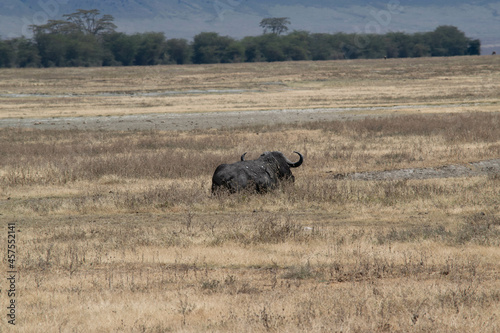 tanzania
