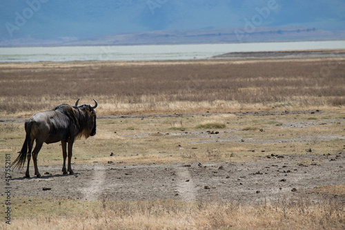 Tanzania