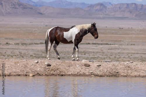 Wild Horse at a Desert Waterhole in Utah in Spring