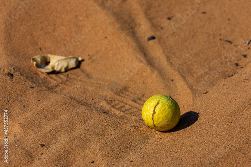 A ripe colocynth (Citrullus colocynthis) fruit in the Dubai desert