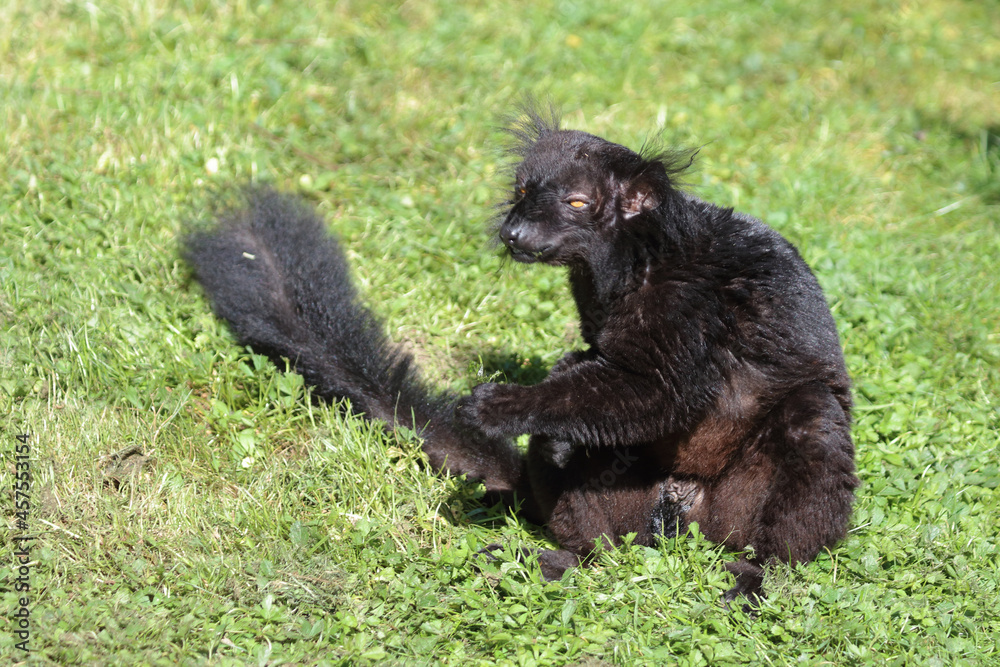 Fototapeta premium Mohrenmaki / Black lemur / Eulemur macaco