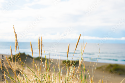 Fototapeta Naklejka Na Ścianę i Meble -  Grass on the beach