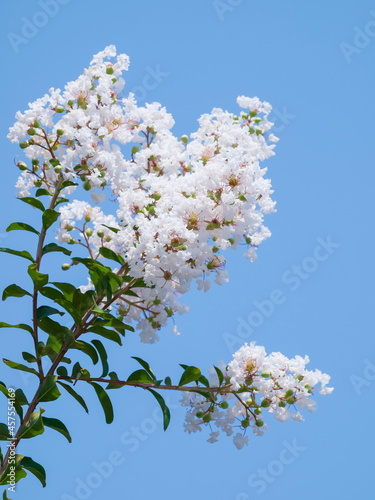 White Lagerstroemia indica flower
