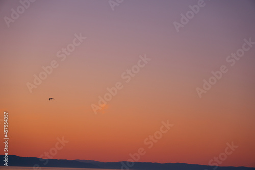 Seagull in golden sunset © Elvira