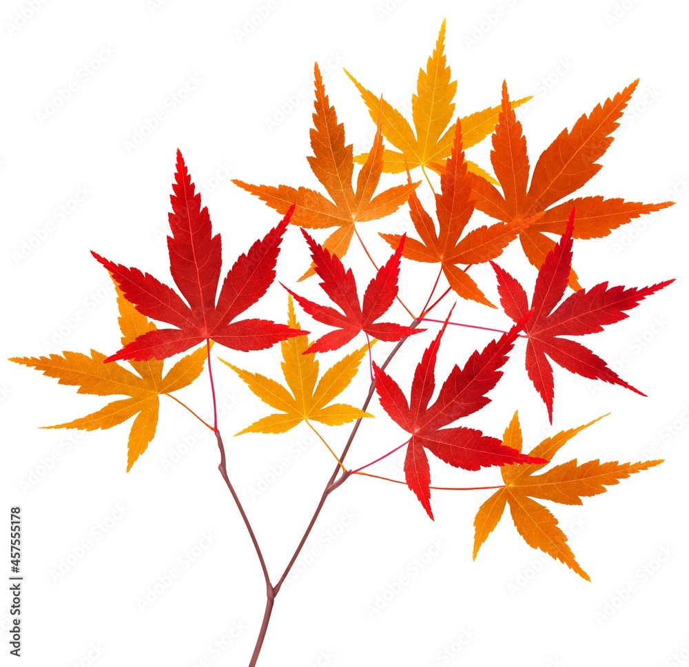 もみじ 紅葉 葉 枝 イラスト リアル 単体 