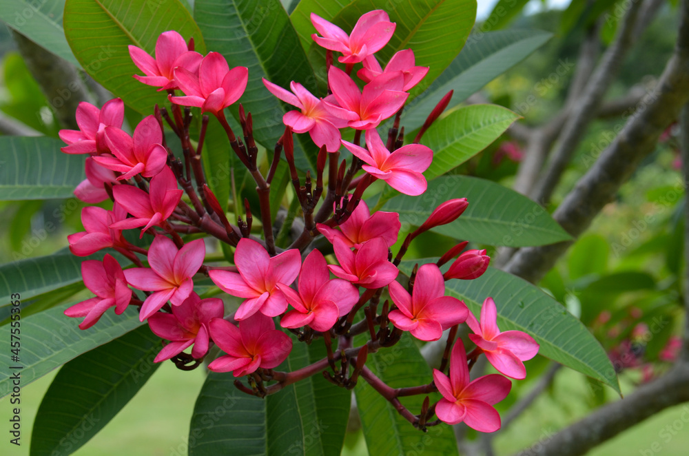 pink frangipani flower pink frangipani flower
