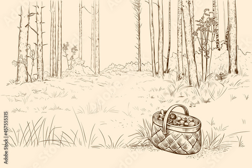 Pine forest, clearing in the wood and wicker basket full of mushrooms. Hand draw vector illustration. Autumn landscape.