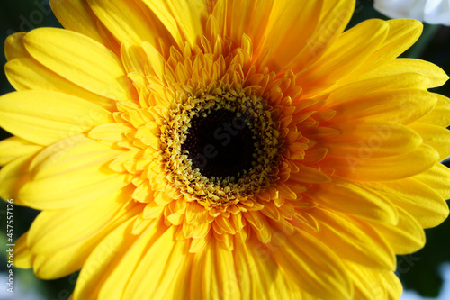 Colorful yellow gerbera flower  close-up for background