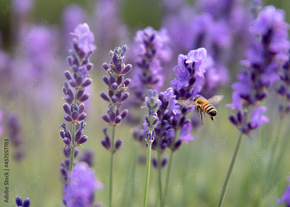 bee and lavender bee and lavender