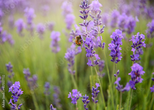 lavender field in region © Zydre