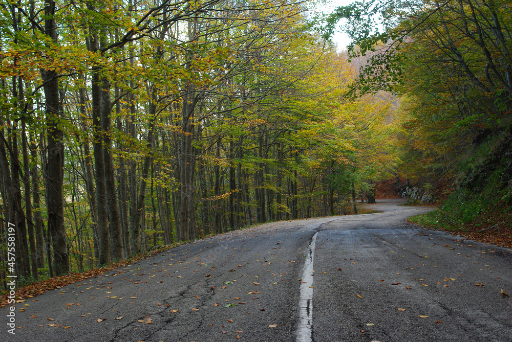 Road through a beech forest in autumn. The trees take on shades of intense colors and on the road the wind brings the first leaves. Road through a beech forest in autumn. The trees take on shades of intense colors and on the road the wind brings the first leaves.