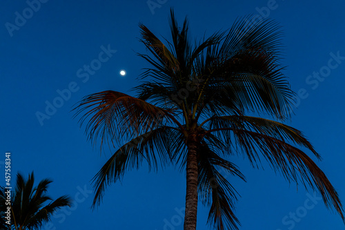 Silhouettes of palm trees at twilight dusk blue hour isolated against dark sky with moon at Mallory square of Key West, Florida