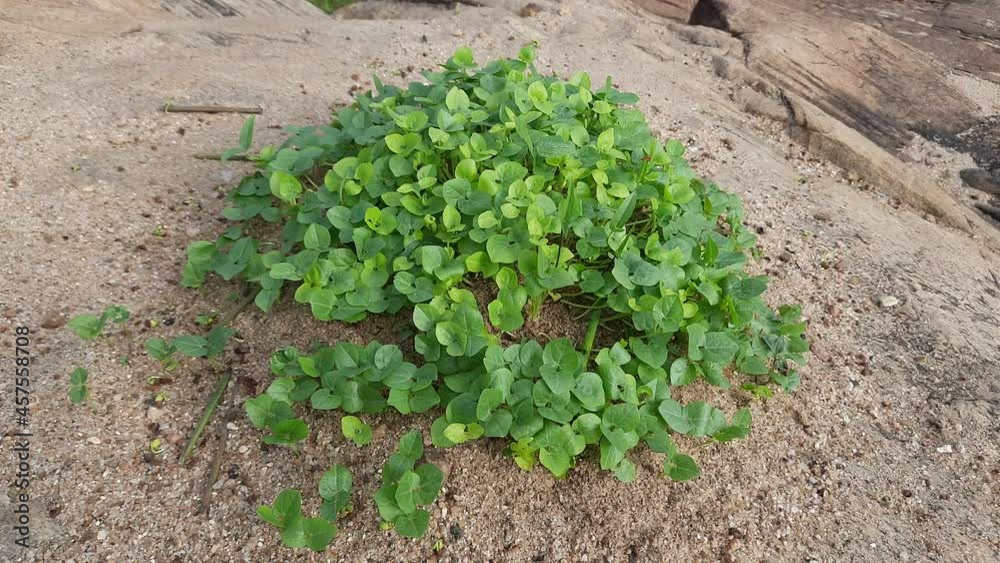 Macrotyloma uniflorum plant. It is a Pulse plant.It is a many names like horse gram,kulthi bean,hurali,Madras gram.In traditional Ayurvedic cuisine,Pulse is considered a food with medicinal qualities. Macrotyloma uniflorum plant. It is a Pulse plant.It is a many names like horse gram,kulthi bean,hurali,Madras gram.In traditional Ayurvedic cuisine,Pulse is considered a food with medicinal qualities.