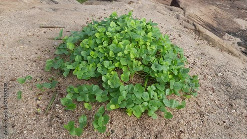 Macrotyloma uniflorum plant. It is a Pulse plant.It is a many names like horse gram,kulthi bean,hurali,Madras gram.In traditional Ayurvedic cuisine,Pulse is considered a food with medicinal qualities. photo