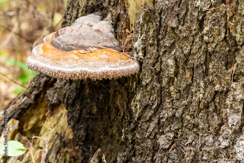 A tree fungus growing on a stump in the forest