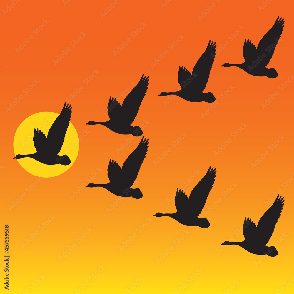 Flock of migrating geese flying in vee formation against sunset or sunrise. Vector illustration of group of identical birds against colourful sky background. Great nature or leadership concept.