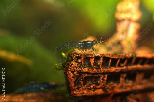 Male Blue Diamond Shrimp photo