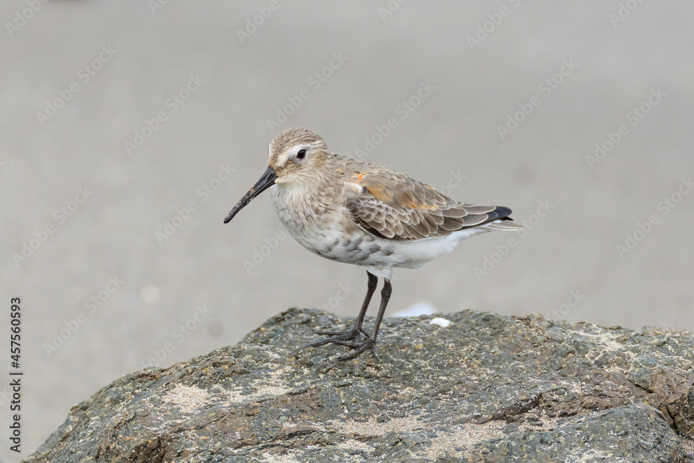 Dunlin from Siberia to Hachinohe, Japan Dunlin from Siberia to Hachinohe, Japan