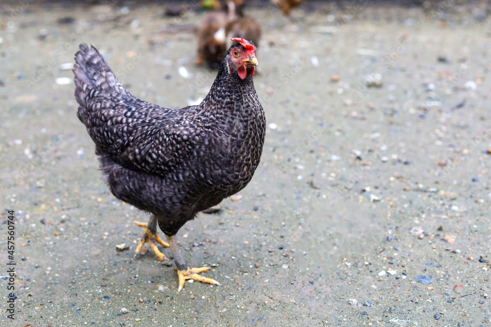 Fototapeta premium The black hen is stay and releax on floor in garden