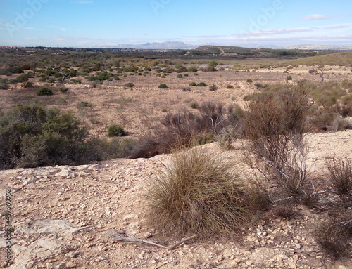 Vegetation and soil of an area threatened by desertification