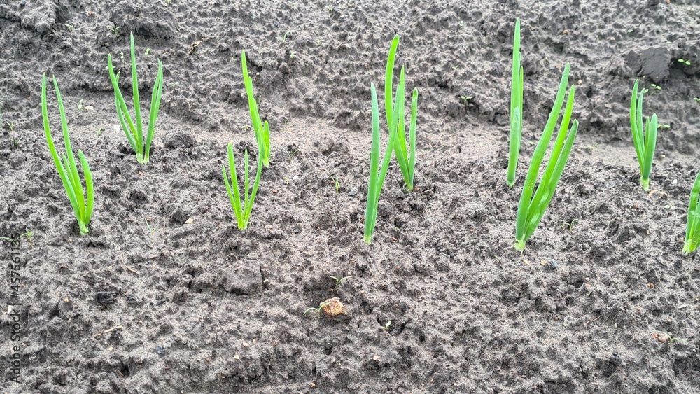 green onions in brown soil in the early spring morning green onions in brown soil in the early spring morning