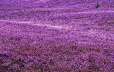 Sierkussen Paars Roze bloeiend heidelandschap in zomer  © Stimmungsbilder1